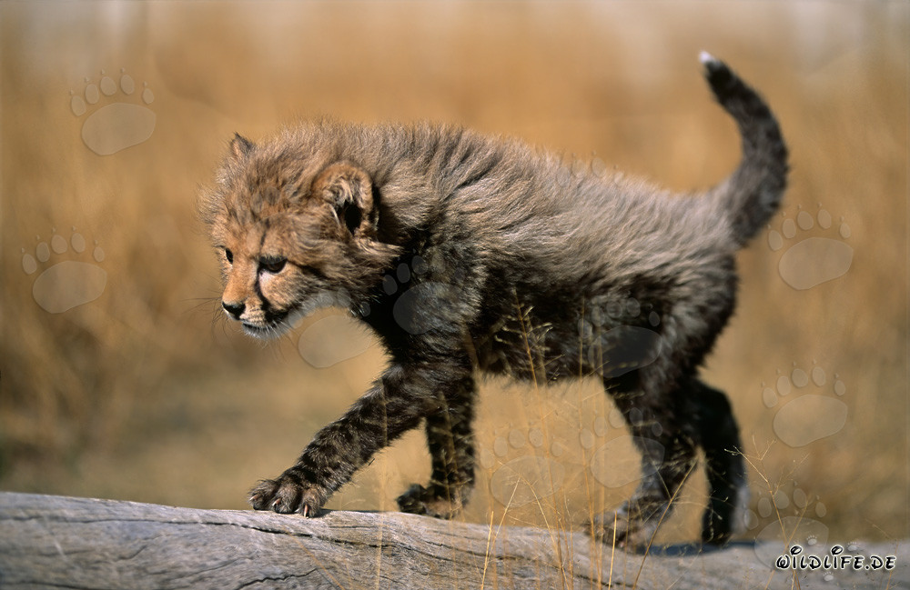 Spielender Baby-Gepard gleitet elegant über einen Baumstamm