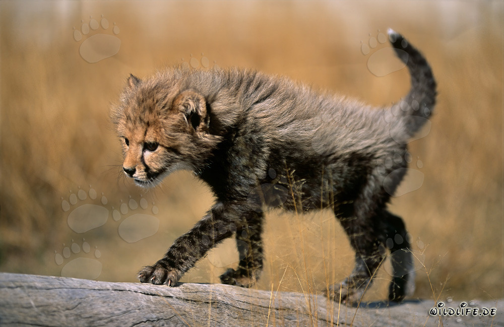 Jeune guépard joueur glissant élégamment sur un tronc d'arbre