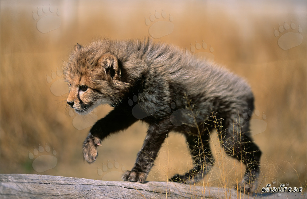 Baby Cheetah playing on a tree trunk