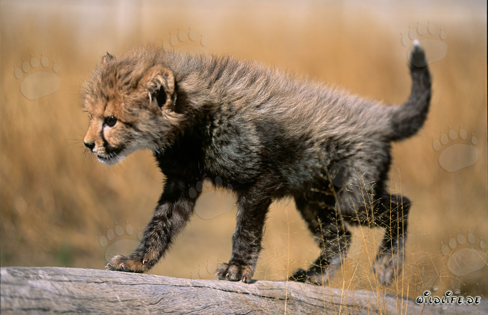 Jeune guépard se reposant sur un tronc d'arbre