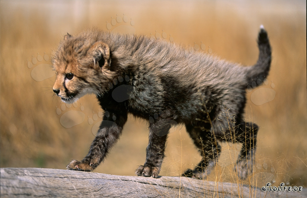 Jungtier Gepard auf Baumstamm ruhend