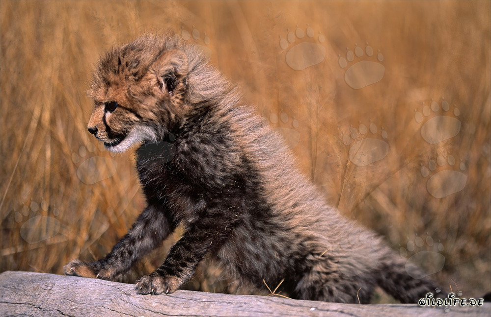 Adorable Baby Cheetah Explores a Tree Stump Lying Down