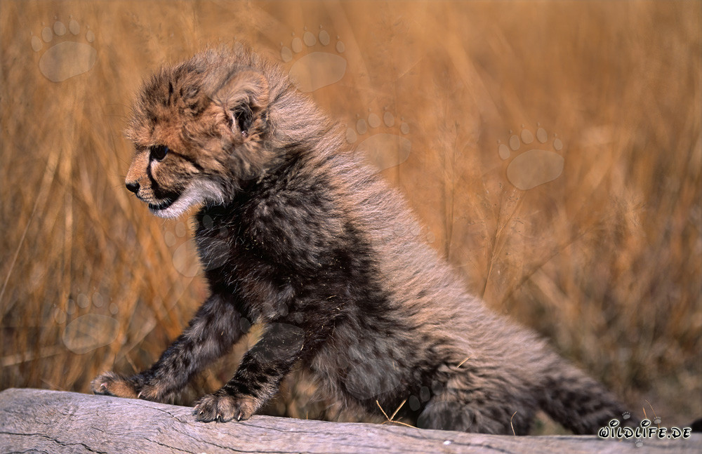 Jeune guépard mignon explore un tronc d'arbre couché