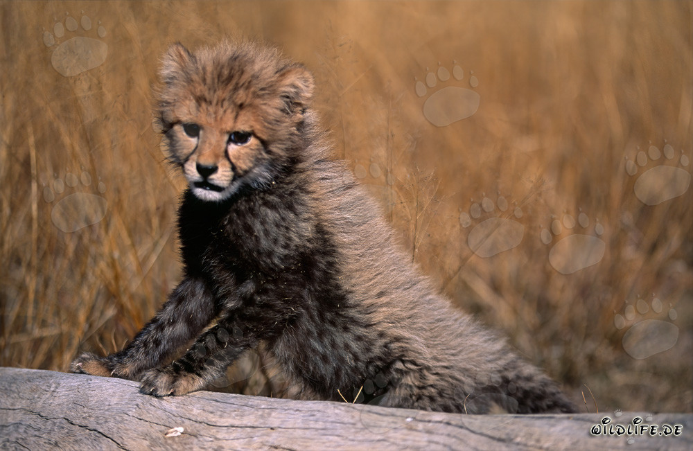 Baby Cheetah supporting itself on a tree