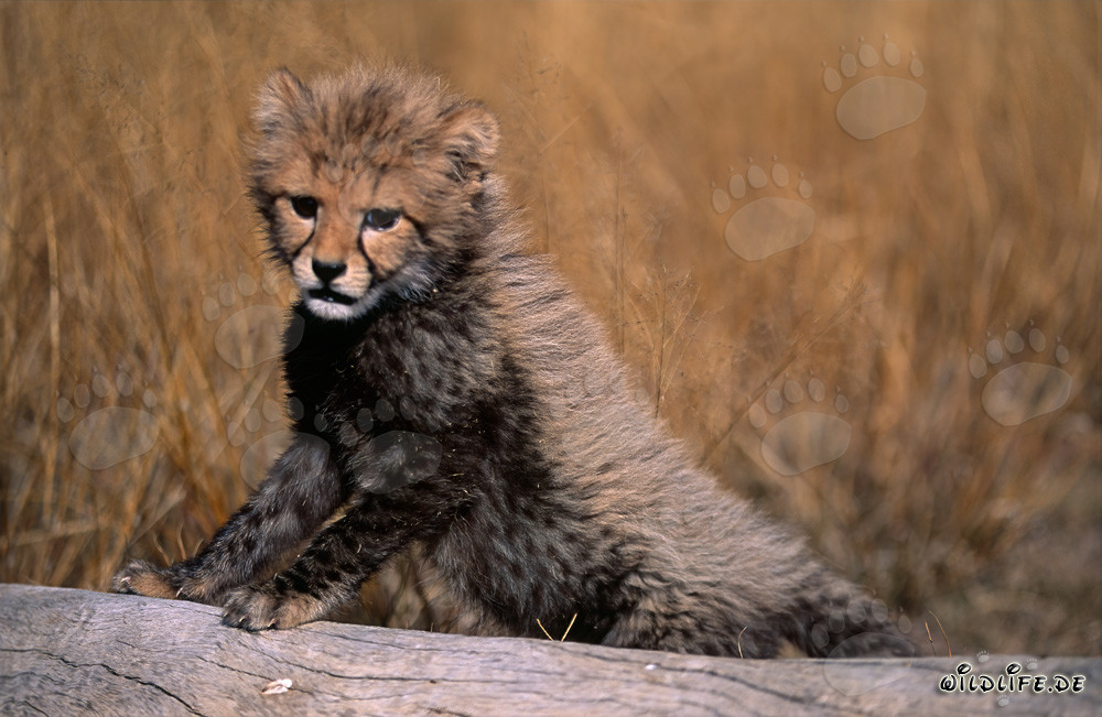 Jeune guépard s'appuie sur un arbre
