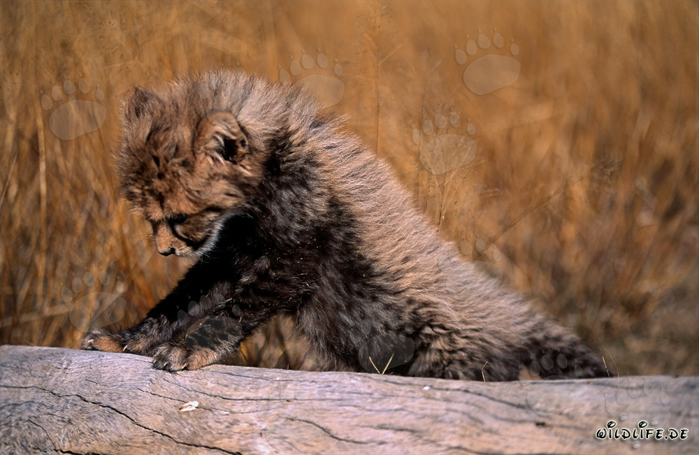 Young Cheetah balancing on a tree trunk