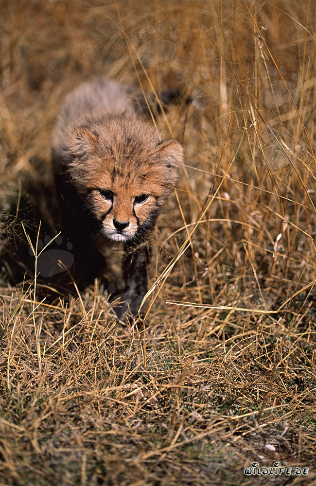 Süßer Baby-Gepard erkundet die Wildnis