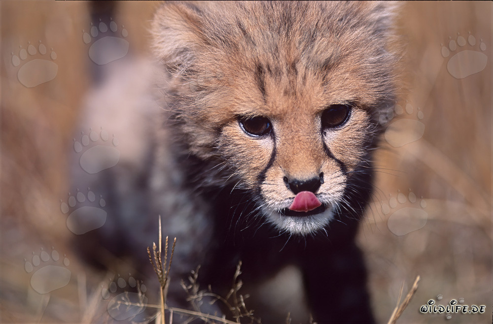 Playful Baby Cheetah with Stretched Out Tongue
