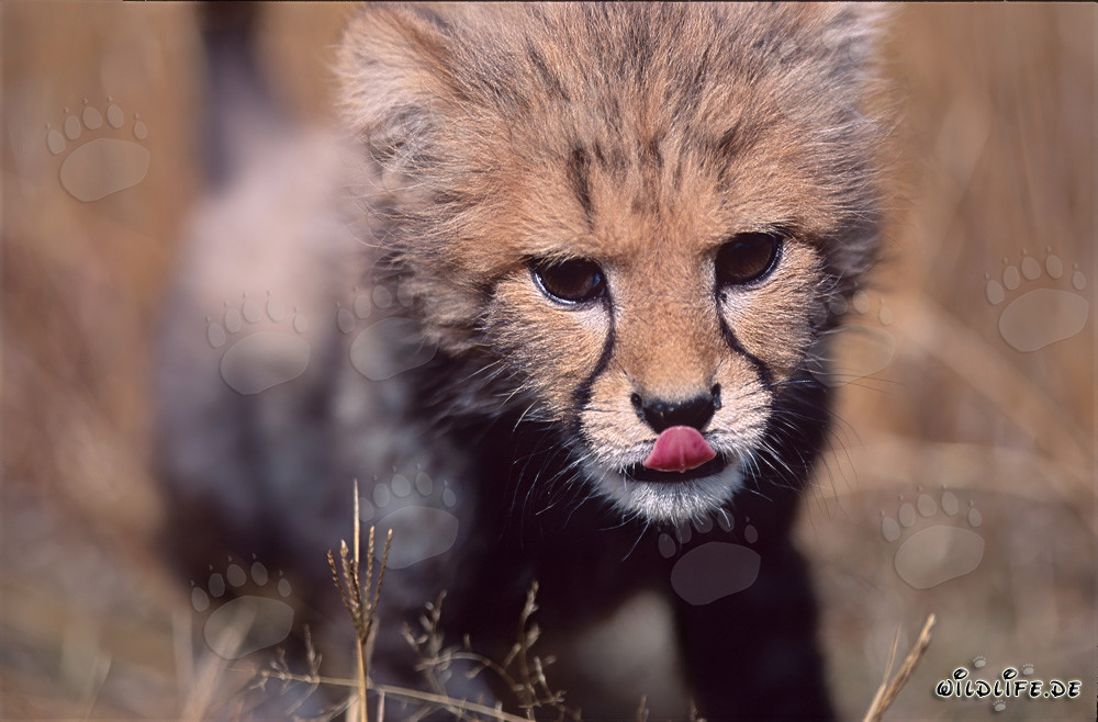 Spielerischer Baby-Gepard mit herausgestreckter Zunge
