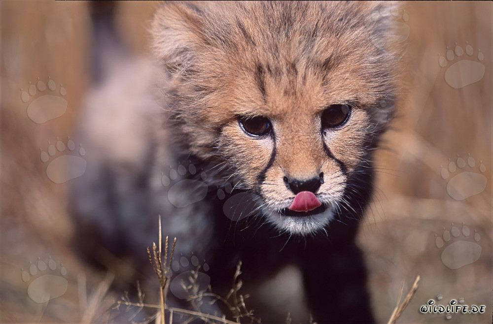 Jeune guépard joueur avec la langue sortie