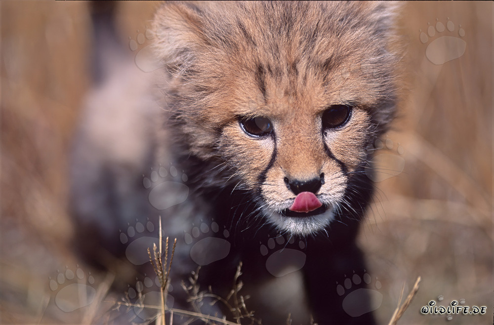 Cachorro de guepardo juguetón con la lengua fuera