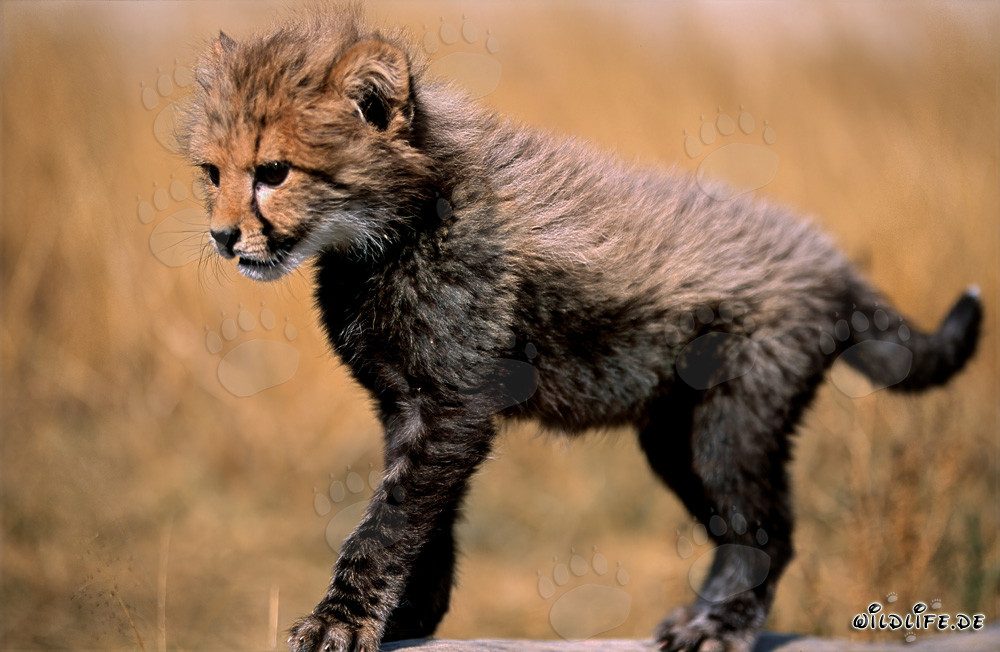 Baby cheetah playfully jumps on a tree trunk