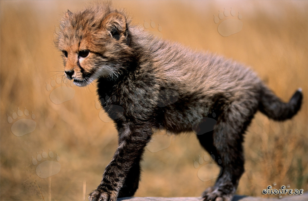 Baby Gepard spielt fröhlich auf einem Baumstamm
