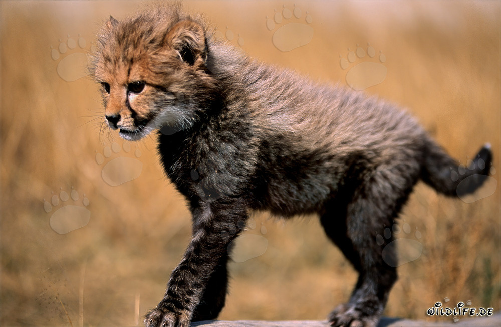 Jeune guépard joue joyeusement sur un tronc d'arbre