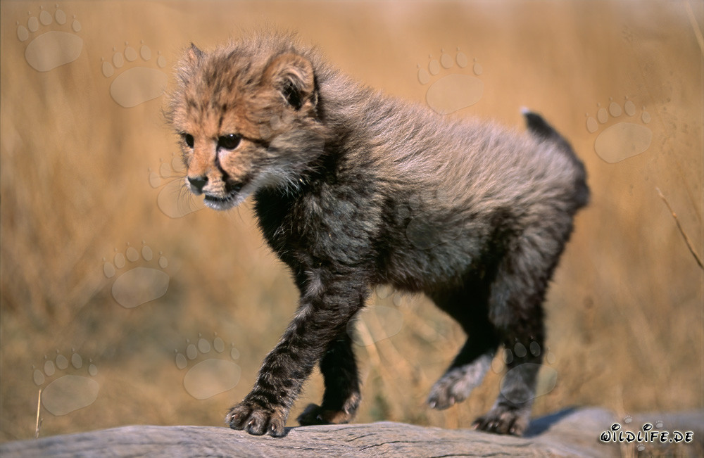 Young cheetah cub curiously explores the surroundings on a lying tree trunk