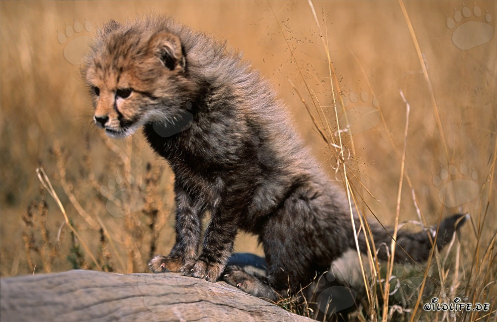 Baby Cheetah climbing on a lying tree
