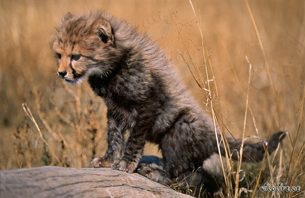 Jeune guépard escalade un arbre couché