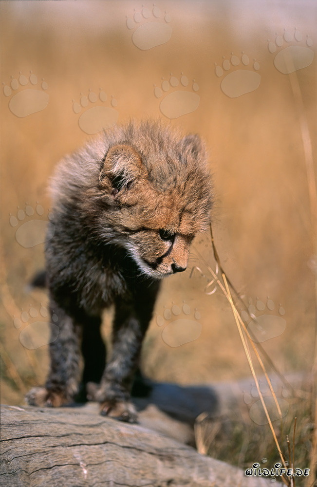 Adorable Baby Cheetah Explores the World