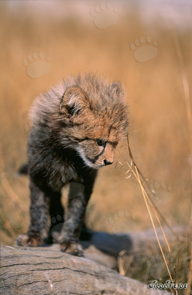 Süßer Baby Gepard erkundet die Welt