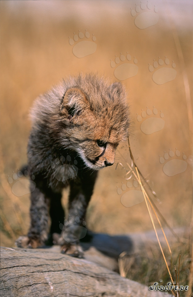 Jeune bébé guépard explore le monde