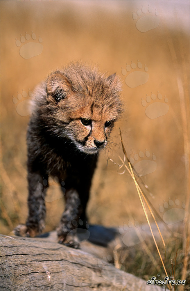 Young Cheetah curiously observes from a reclining tree