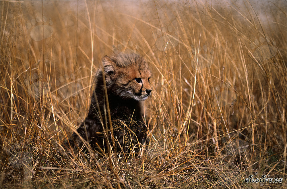 Jeune guépard aux aguets dans les hautes herbes