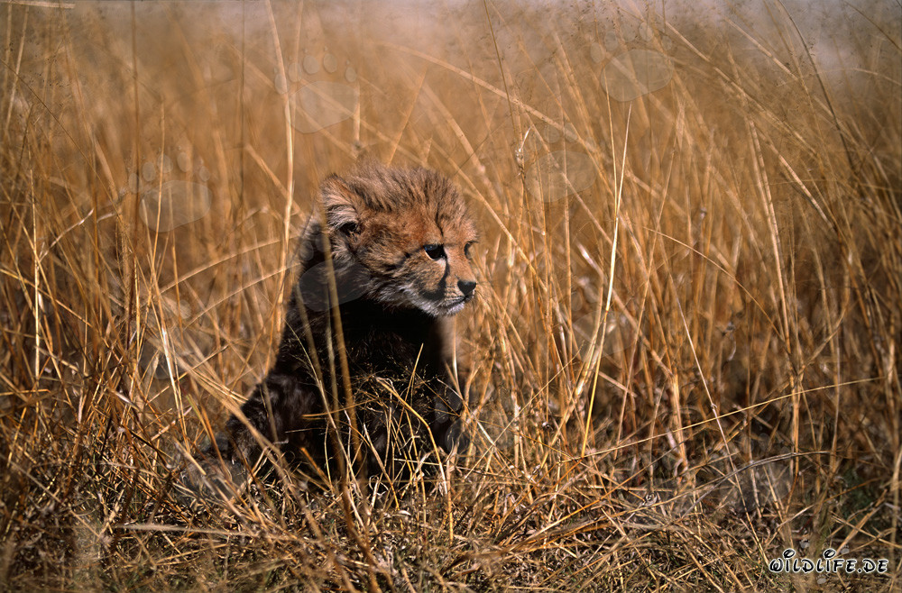 Jungtier Gepard auf der Hut im hohen Gras