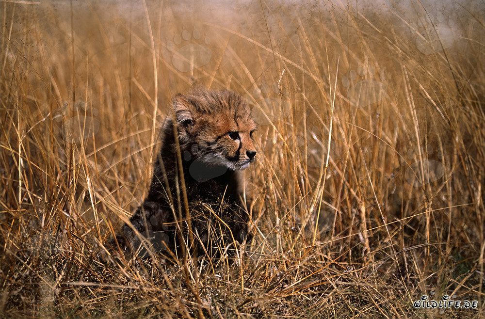 Young Cheetah on alert in the tall grass