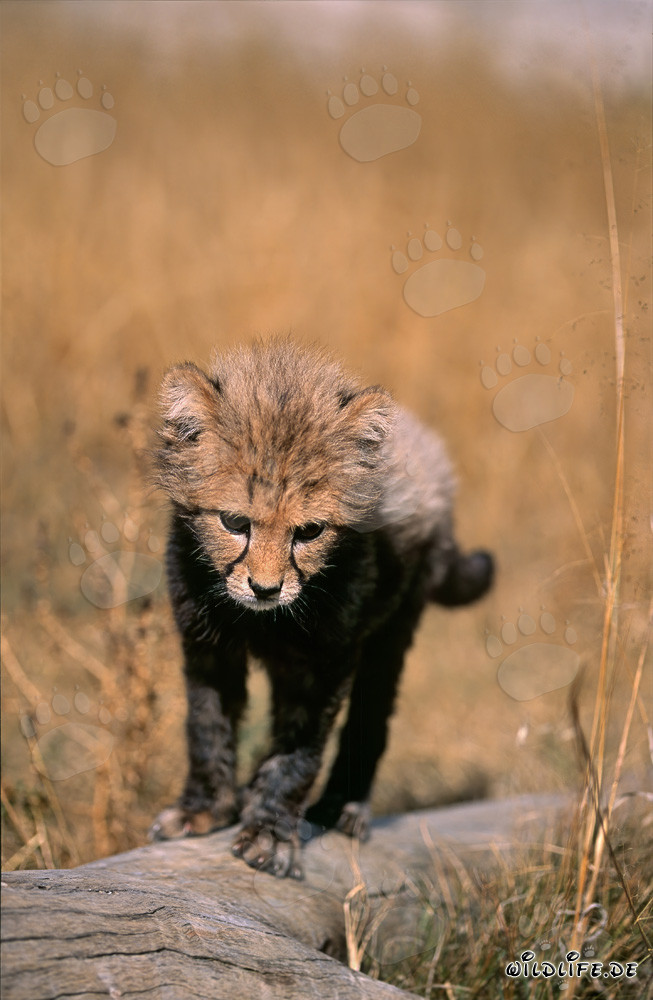 Jeune guépard prêt à sauter du tronc d'arbre