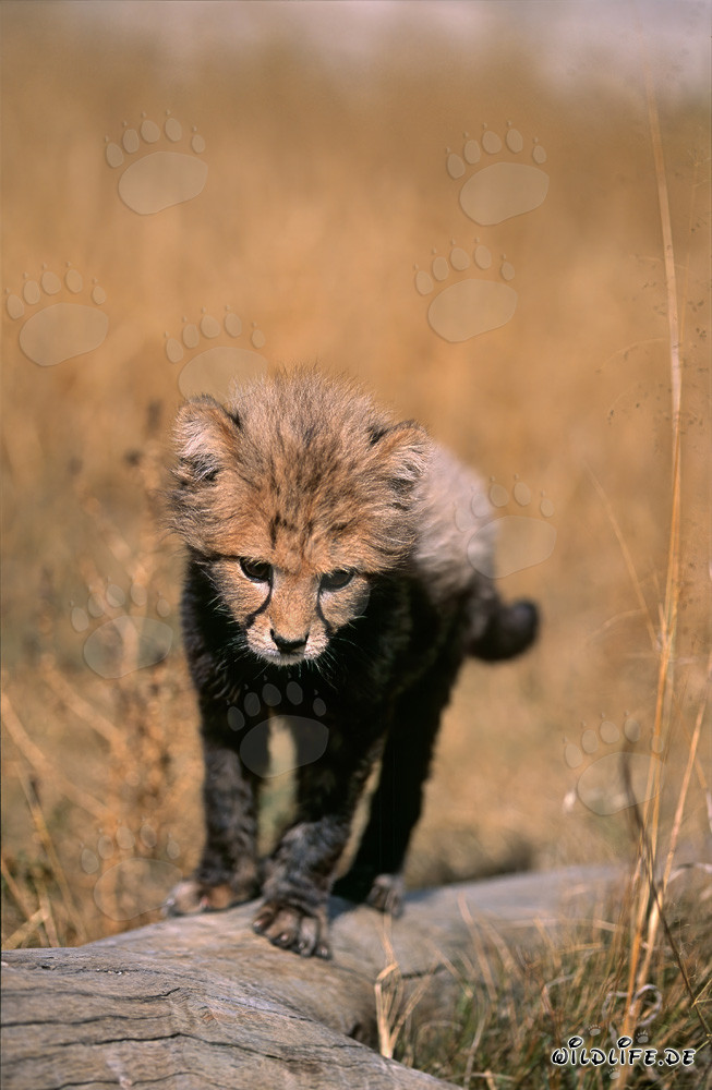 Young cheetah ready to jump from the tree trunk