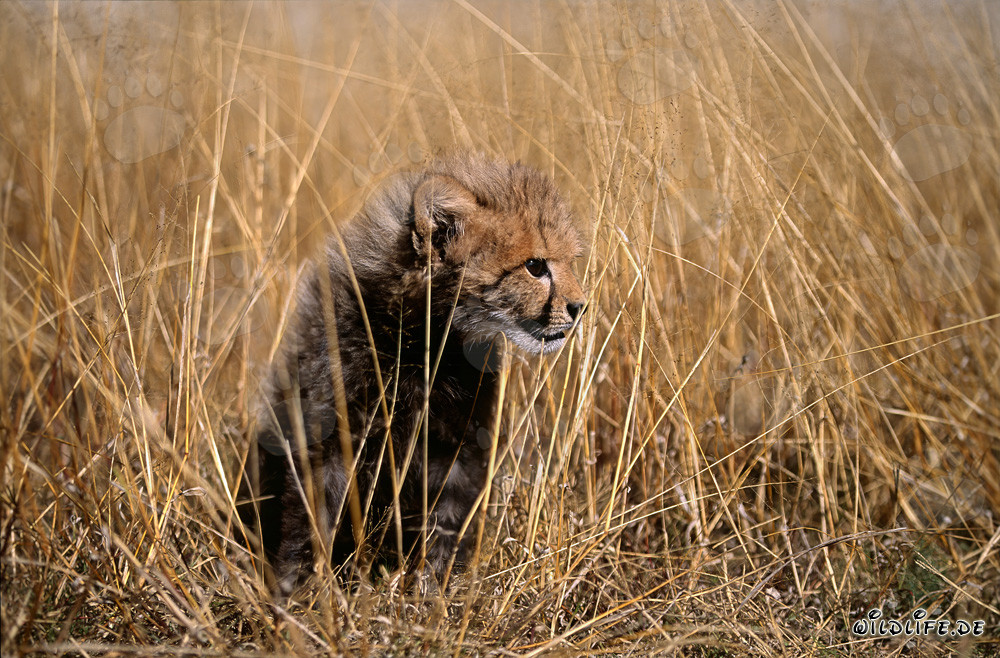 Jeune guépard au milieu de hautes herbes