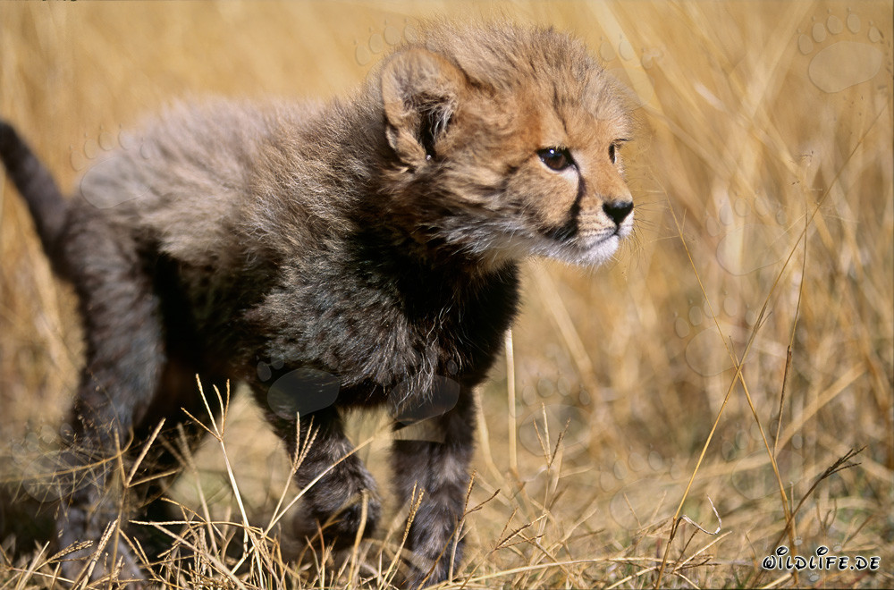 Baby Cheetah Discovers the World