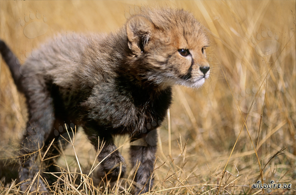Cachorro de guepardo descubre el mundo