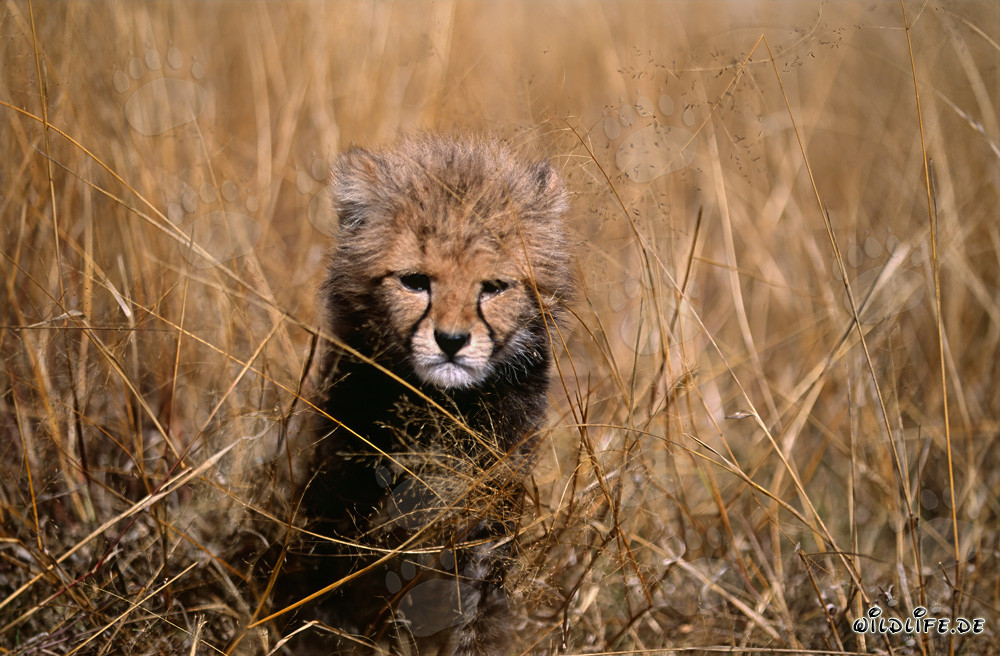 A baby cheetah grimly watches from the tall grass