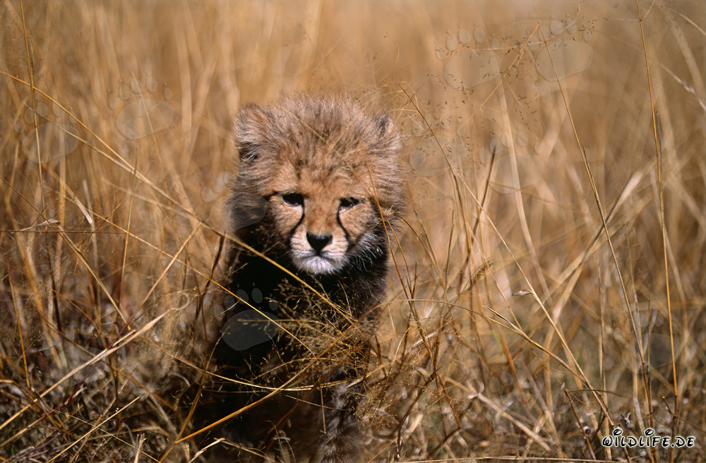 Ein Baby Gepard beobachtet grimmig aus dem hohen Gras