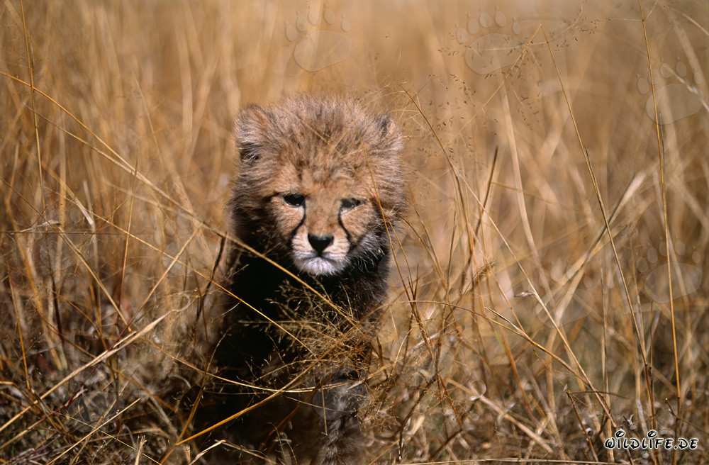 Un bébé guépard observe avec sévérité depuis les hautes herbes