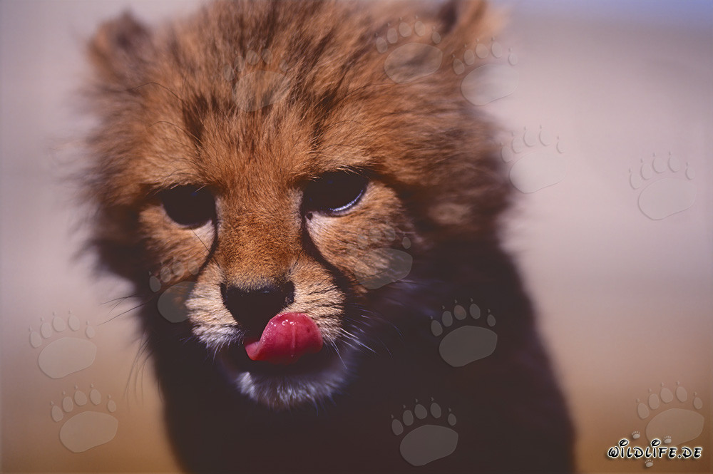 Fascinating close-up of a baby cheetah