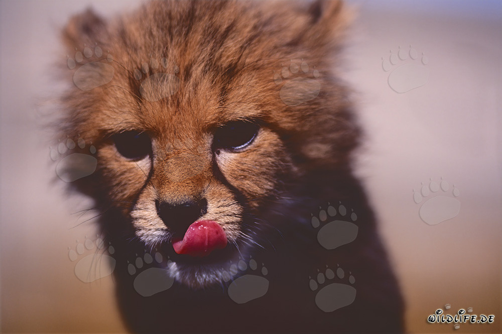 Fascinante gros plan d'un bébé guépard