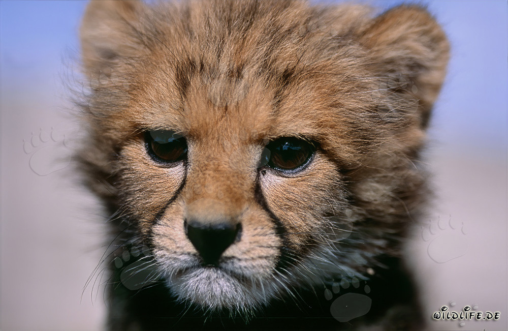Adorable Baby Cheetah Portrait in the Wild