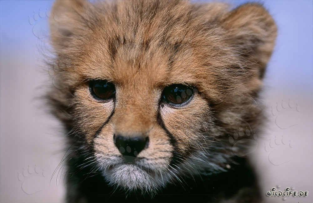 Niedliches Baby Gepard Porträt in der Natur