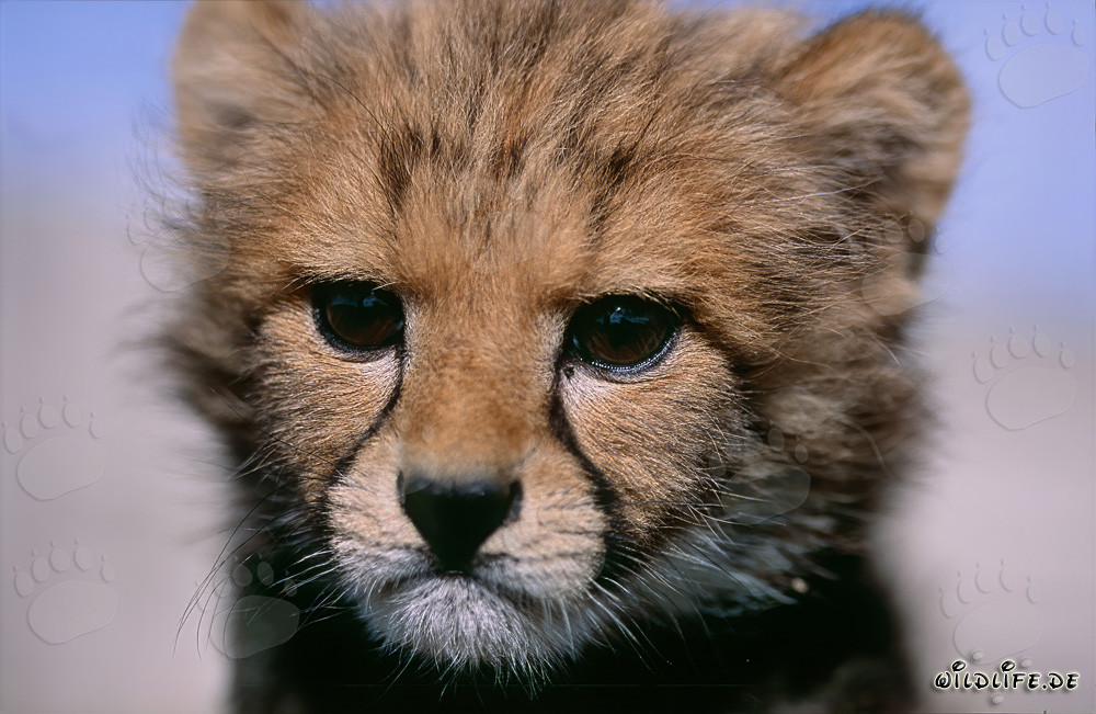 Portrait mignon de bébé guépard dans la nature