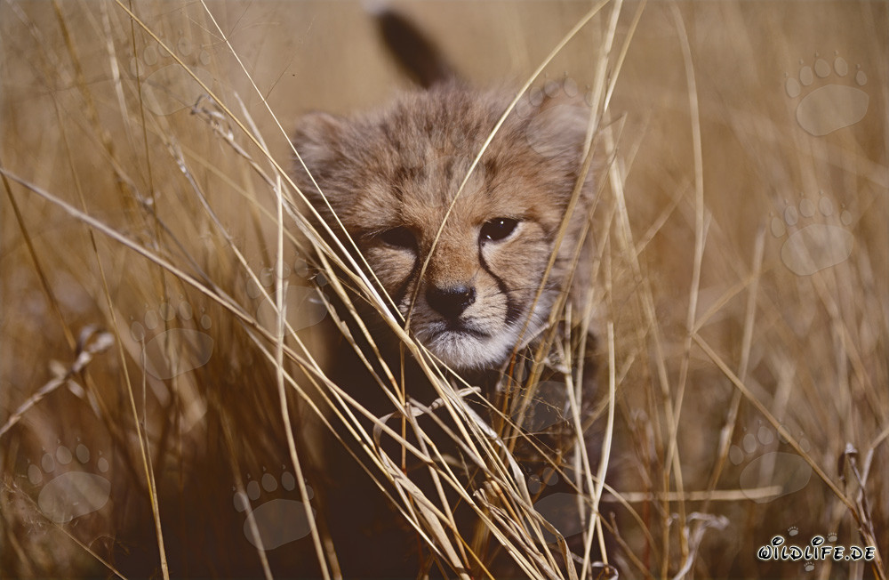 Adorable baby cheetah playing in tall grass