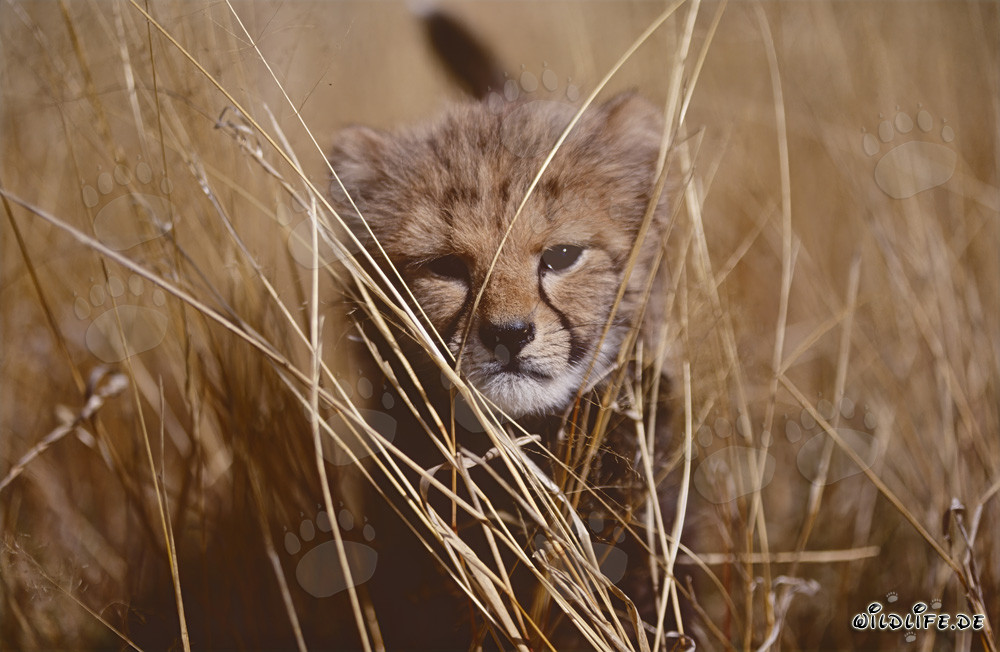Niedlicher Baby Gepard spielt im hohen Gras