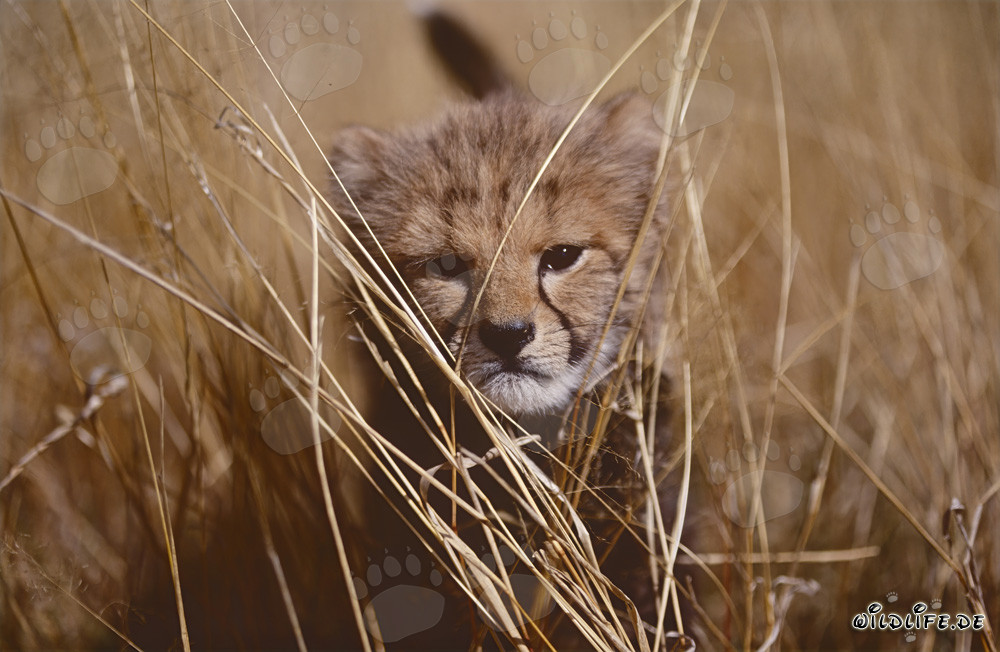 Mignon bébé guépard jouant dans les hautes herbes