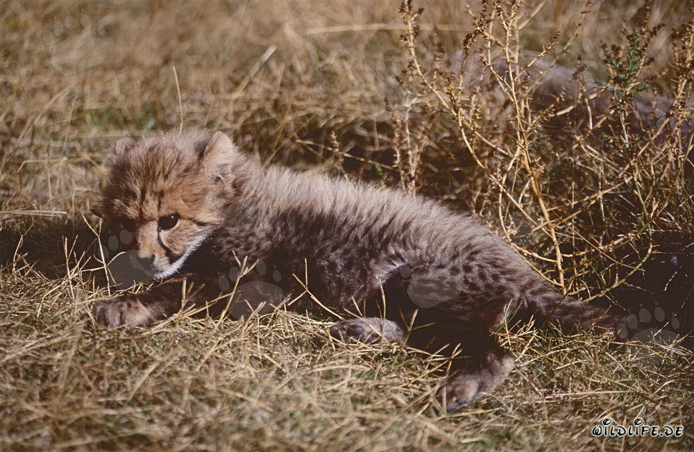 Young Cheetah relaxing in the dry grass