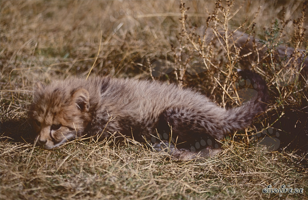 Jeune guépard se détend dans l'herbe
