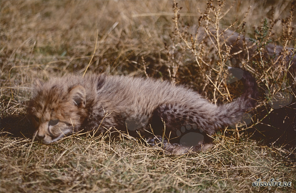 Jungtier Gepard entspannt im Gras