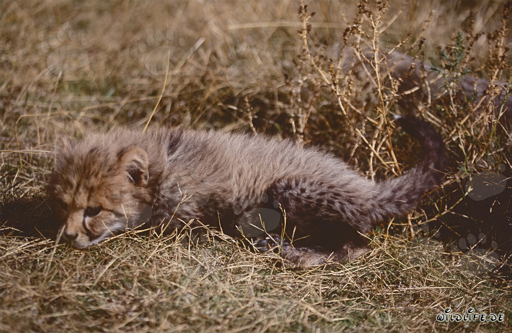 Young Cheetah relaxing in the grass