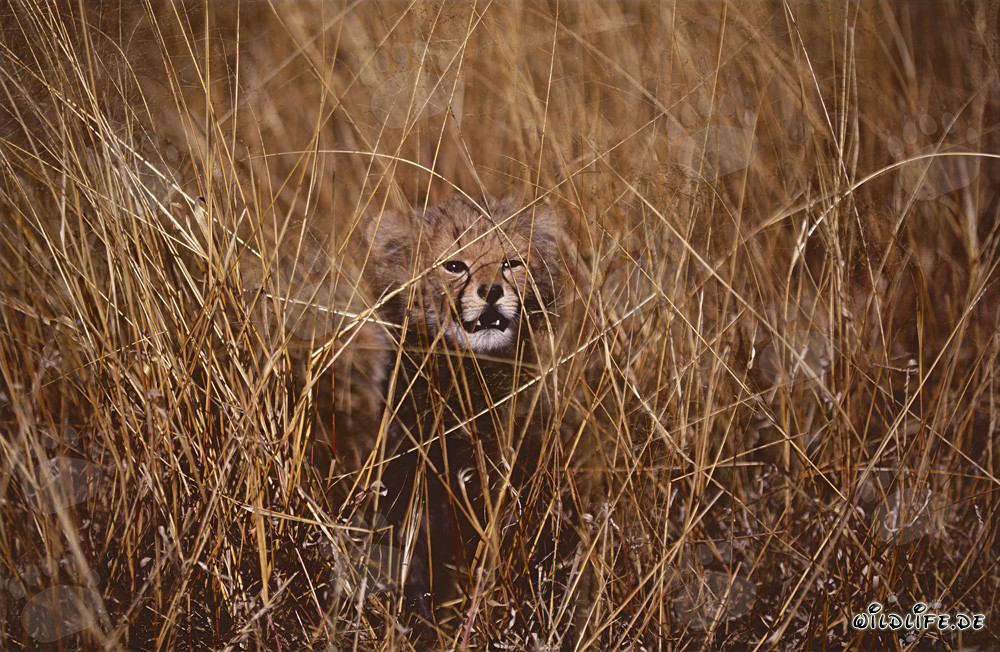 Süßer Baby-Gepard wirkt gefährlich