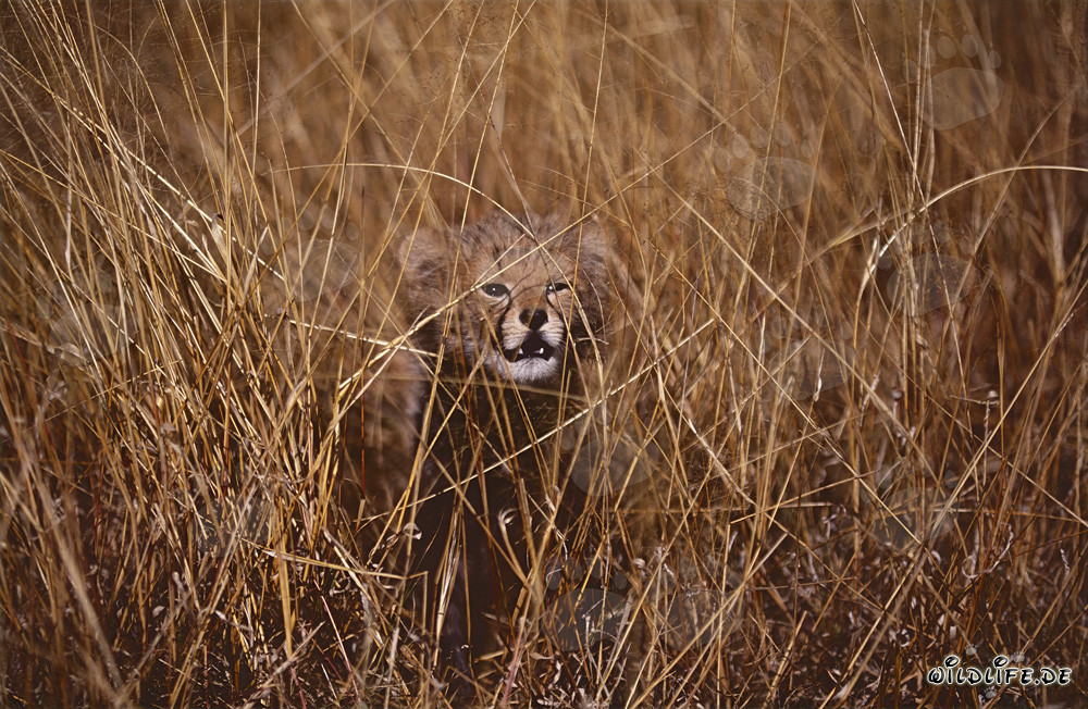 Jeune guépard mignon avec un regard dangereux